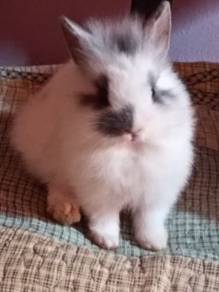 Adoption dwarf bunny
