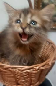 kitten to rehome with fee