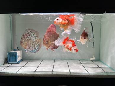 all go！ discus 2pcs thai oranda goldfish 3pcs