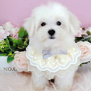 Maltese