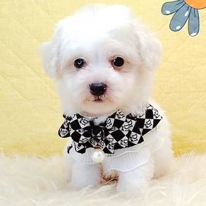 Bichon Frise