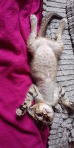 Cat for adopt