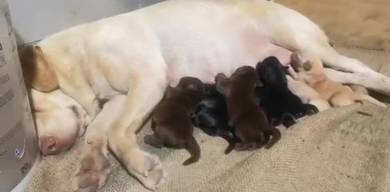 Labradors