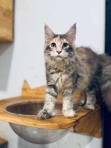 Mainecoon cfa certificate