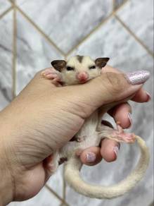 White Tail Mosaic Sugar Glider