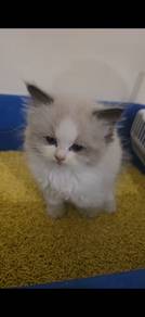 ragdoll