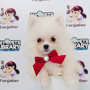 Pomeranian