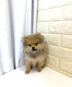 J0262 Pomeranian Fox Face Big Eyes Puppy