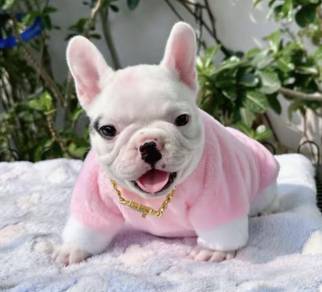 FRENCH BULLDOG PUPPIES 🌻A199 Cow Pattern New