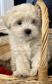 F7545 Huggable Maltichon Maltese mix Bichon mix Wh