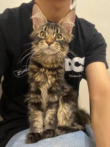 Mainecoon