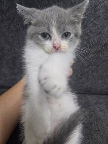 kitten BSH