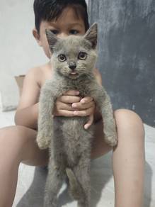 BSH male 