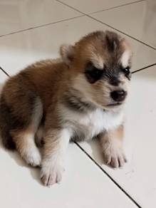 husky