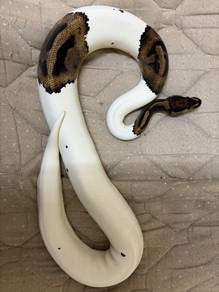 Emogi Pied HighWhite Proven