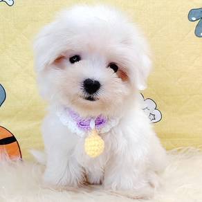 Maltese
