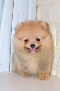J0079 Pomeranian Mini Fox Face Teddy Puppy