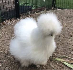 Ayam American Silkie chick chicken bird 