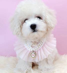 Poodle