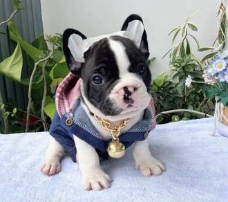 FRENCH BULLDOG PUPPIES 🌻VIP120 Panda Boy