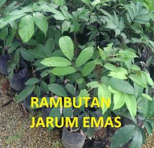 Benih Rambutan Jarum Mas