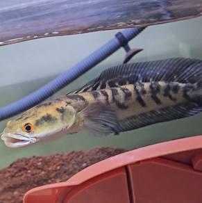 Channa Marulioides Yellow Santarum Maru Ys