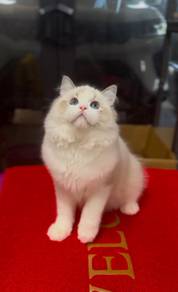 Ragdolls