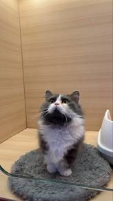 Munchkin Cat for sale