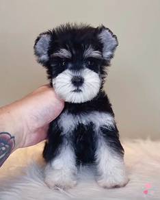 Schnauzer