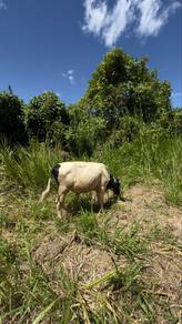 Lembu jantan untuk di jual