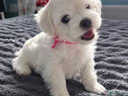 Ear-flopper Maltese charming gentle friendly littl