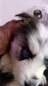 Female Siberian Husky Puppy for Sale 🐾
