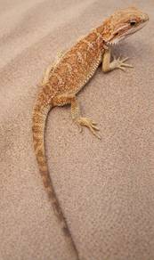 Bearded Dragon