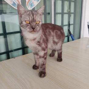 BrITISH SHoRT hair mix Persian 
