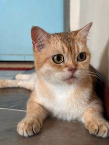 BSH Golden Female Manja (Tengah On Heat)