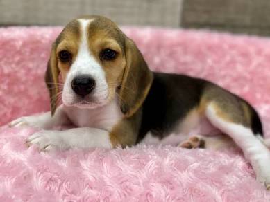 J136 Charming Beagle small tricolor floppy ears sh