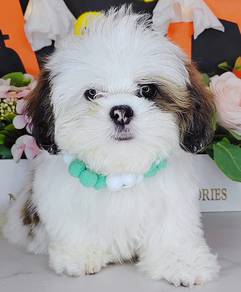 Shih Tzu
