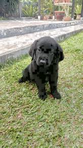 Quality Champion BigBone n Head labrador Retriever