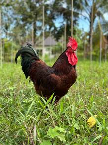 Ayam jantan rir rhode island red