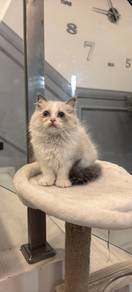 Pure Breed Ragdoll JB 