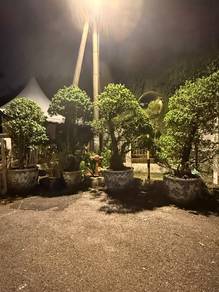 4 unit old bonsai with antique traditional pot