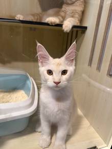 Pure Mainecoon ready to rehome