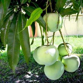 pokok mangga epal