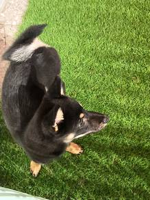 Shiba Inu available for sale!!