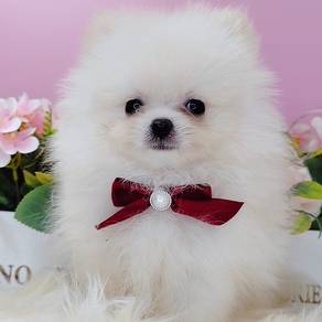 Pomeranian