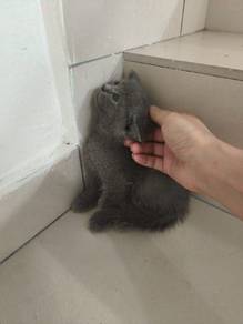 bsh kitten pure breed