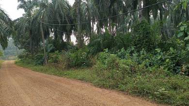Agricultural Land in Gemencheh, NSN