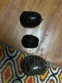 turtle / kura kura