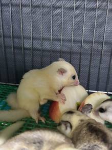 Lue Sugar Glider