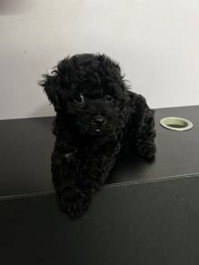 Tiny poodle